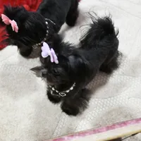 Tiny Fauna, a female Mal Shi for sale in Baxter Springs, KS – Photo 8 of 9