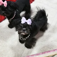 Tiny Fauna, a female Mal Shi for sale in Baxter Springs, KS – Photo 2 of 9