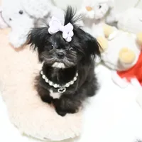 Tiny Fauna, a female Mal Shi for sale in Baxter Springs, KS – Photo 3 of 9