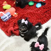 Tiny Fauna, a female Mal Shi for sale in Baxter Springs, KS – Photo 1 of 9