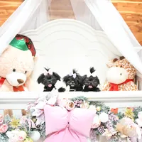 Tiny Fauna, a female Mal Shi for sale in Baxter Springs, KS – Photo 9 of 9