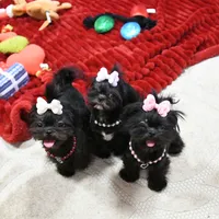 Tiny Fauna, a female Mal Shi for sale in Baxter Springs, KS – Photo 5 of 9