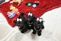 processed/7a5e70c1-ae8b-4c4c-bb77-42092f29b730/listing/790e3a7c-fdf2-4e68-8205-4017b8a93967/af376d95-bae0-4f5d-b8cf-7808e6662593