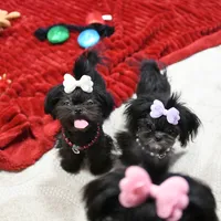 Tiny Fauna, a female Mal Shi for sale in Baxter Springs, KS – Photo 6 of 9