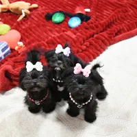 Tiny Fauna, a female Mal Shi for sale in Baxter Springs, KS – Photo 7 of 9