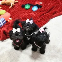 Tiny Fauna, a female Mal Shi for sale in Baxter Springs, KS – Photo 4 of 9