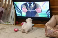 Sweetums, a male Maltese for sale in Baxter Springs, KS – 4 of 10