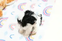 Angelica, a female Morkie and Mal Shi for sale in Baxter Springs, KS – 7 of 9