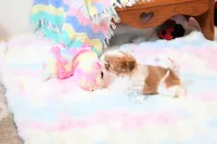 Chocolate Peony, a female Shih Tzu for sale in Baxter Springs, KS – 6 of 10