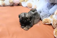 Tiny Minnie, a female Shih Tzu for sale in Baxter Springs, KS – 7 of 10