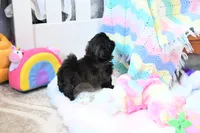 Stunning Sage, a male Shih Tzu for sale in Baxter Springs, KS – 2 of 10