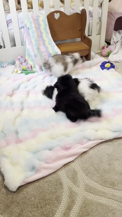 Dakota, a male Mal Shi for sale in Baxter Springs, KS – 10 of 10