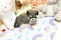 Lil, a female Morkie and Mal Shi for sale in Baxter Springs, KS – 6 of 10