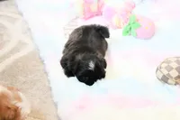 Beautiful Sunny, a male Shih Tzu for sale in Baxter Springs, KS – 2 of 10