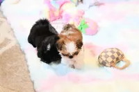 Beautiful Sunny, a male Shih Tzu for sale in Baxter Springs, KS – 8 of 10
