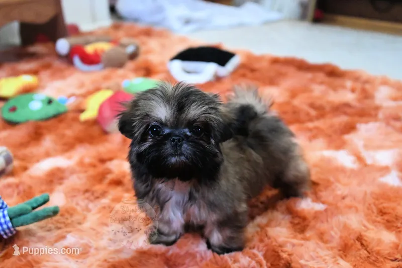 Tiny Mickey – Shih Tzu puppy for sale in Baxter Springs, KS
