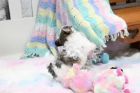 Little Phil, a male Morkie and Mal Shi for sale in Baxter Springs, KS – 5 of 10