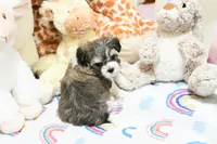 Lil, a female Morkie and Mal Shi for sale in Baxter Springs, KS – 7 of 10