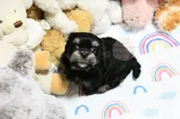 Pickles, a male Morkie and Mal Shi for sale in Baxter Springs, KS – 7 of 10