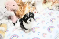 Chucky, a male Morkie and Mal Shi for sale in Baxter Springs, KS – 3 of 10