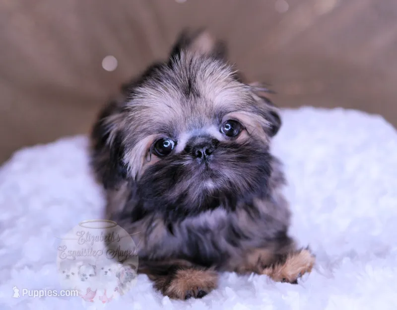 Tiny Minnie – Shih Tzu puppy for sale in Baxter Springs, KS