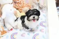 Chucky, a male Morkie and Mal Shi for sale in Baxter Springs, KS – 3 of 10