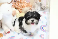 Chucky, a male Morkie and Mal Shi for sale in Baxter Springs, KS – 9 of 10
