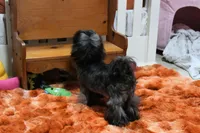 Stunning Sage, a male Shih Tzu for sale in Baxter Springs, KS – 4 of 10