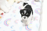 Chucky, a male Morkie and Mal Shi for sale in Baxter Springs, KS – 6 of 7