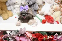 processed/7a5e70c1-ae8b-4c4c-bb77-42092f29b730/listing/9ffbc38a-5014-4075-9160-109293c875c0/75ce53e0-e476-4224-b048-98e76b0e81a4