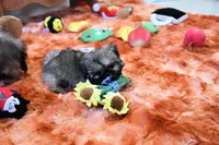 Tiny Minnie, a female Shih Tzu for sale in Baxter Springs, KS – 6 of 10