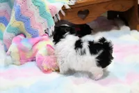 Angelica, a female Morkie and Mal Shi for sale in Baxter Springs, KS – 9 of 9