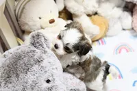Little Phil, a male Morkie and Mal Shi for sale in Baxter Springs, KS – 7 of 10