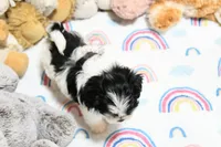 Angelica, a female Morkie and Mal Shi for sale in Baxter Springs, KS – 6 of 9