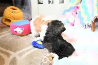 Stunning Sage, a male Shih Tzu for sale in Baxter Springs, KS – 9 of 10