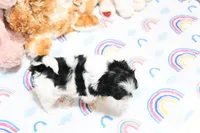 Angelica, a female Morkie and Mal Shi for sale in Baxter Springs, KS – 8 of 9