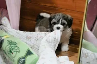 Lil, a female Morkie and Mal Shi for sale in Baxter Springs, KS – 2 of 10