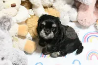 Pickles, a male Morkie and Mal Shi for sale in Baxter Springs, KS – 4 of 10