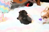 Stunning Sage, a male Shih Tzu for sale in Baxter Springs, KS – 4 of 10