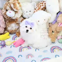 Giovanni, a female Maltese for sale in Baxter Springs, KS – Photo 3 of 10