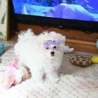 Giovanni, a female Maltese for sale in Baxter Springs, KS – Photo 4 of 10