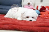 processed/7a5e70c1-ae8b-4c4c-bb77-42092f29b730/listing/adb81cfa-d38f-4d5a-ae42-05e799568ffa/5a2471b0-fea8-4c51-a33a-dcdabfabc025