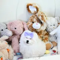 Giovanni, a female Maltese for sale in Baxter Springs, KS – Photo 6 of 10