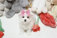 processed/7a5e70c1-ae8b-4c4c-bb77-42092f29b730/listing/adb81cfa-d38f-4d5a-ae42-05e799568ffa/5cf16841-b521-4e14-89a8-d723a0c2e3d6