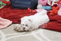 processed/7a5e70c1-ae8b-4c4c-bb77-42092f29b730/listing/adb81cfa-d38f-4d5a-ae42-05e799568ffa/6047c03d-7648-42c7-b36d-e5151c3e78da