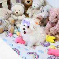 Giovanni, a female Maltese for sale in Baxter Springs, KS – Photo 2 of 10