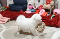 processed/7a5e70c1-ae8b-4c4c-bb77-42092f29b730/listing/adb81cfa-d38f-4d5a-ae42-05e799568ffa/73e7c6b4-1942-4937-91e0-506b50c92537