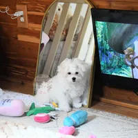 Giovanni, a female Maltese for sale in Baxter Springs, KS – Photo 9 of 10