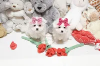 processed/7a5e70c1-ae8b-4c4c-bb77-42092f29b730/listing/adb81cfa-d38f-4d5a-ae42-05e799568ffa/92790440-f66b-4594-a352-3712a3cbcc49