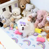 Giovanni, a female Maltese for sale in Baxter Springs, KS – Photo 7 of 10